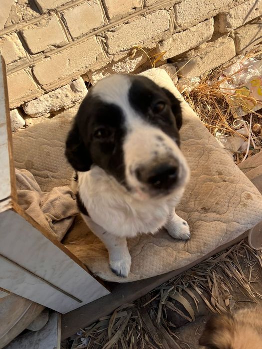 Щенки девочки звоночки