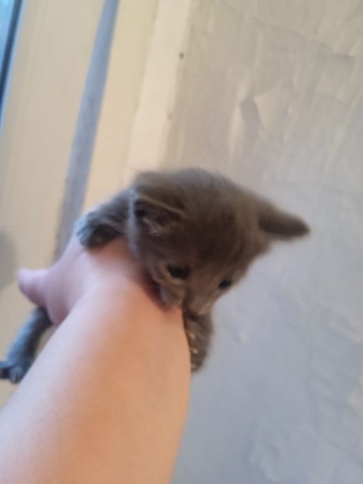 Отдам котят в добрые руки