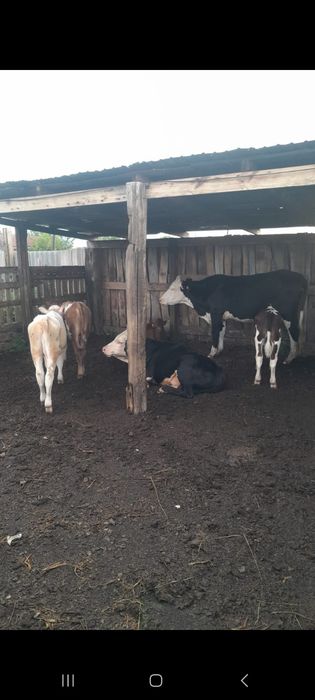 Продам срочно КРС