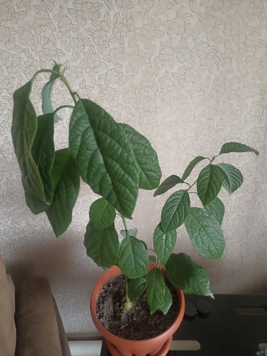 Кампанула (Невеста)