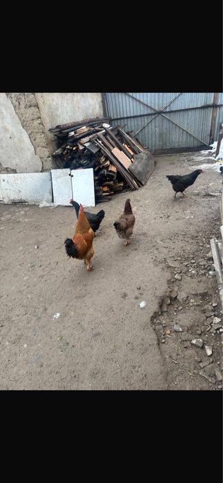 Домашний яйцо ,уйдің жұмыртқасы