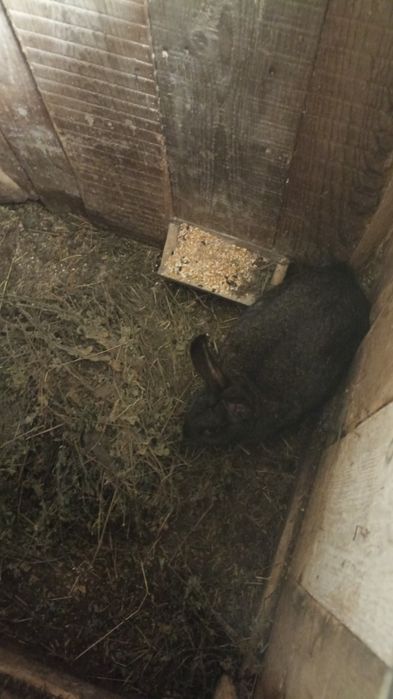 Vând iepuri de 6 luni de zile