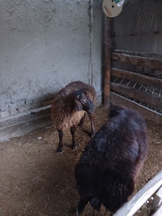 Qo'chqor  sotiladi Buxoro shahar daa maxosa