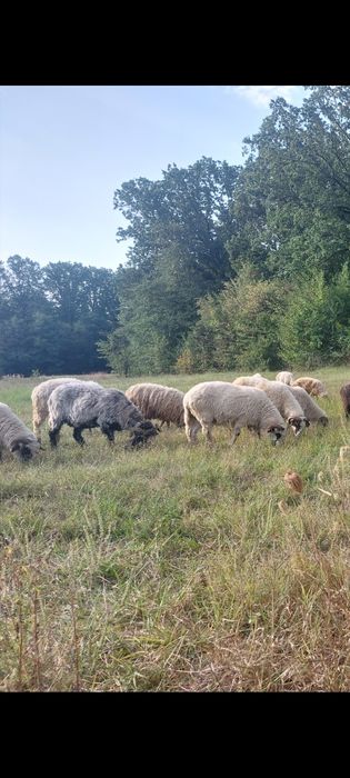 Berbecuti Turcani Brezi Grași