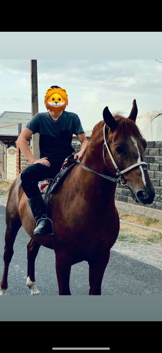 Осы айғыр сатылады!