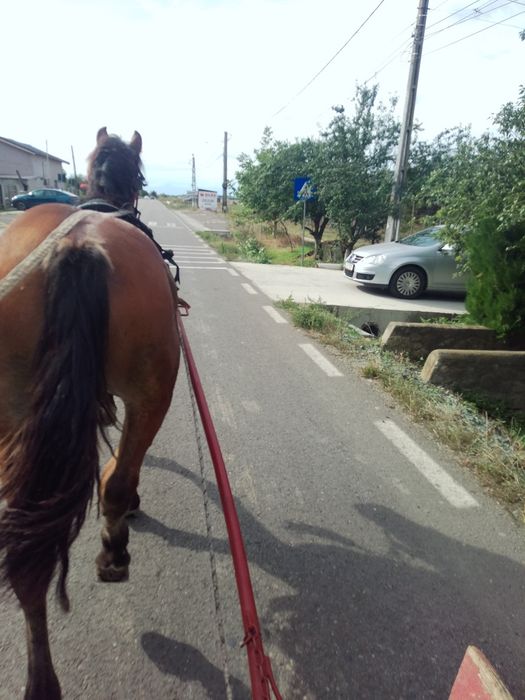 Vând iapă de un an și 2 luni