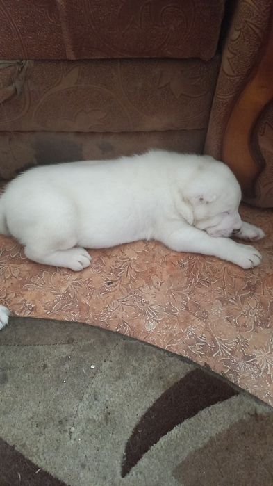 Продам щенков Алабая 100.000