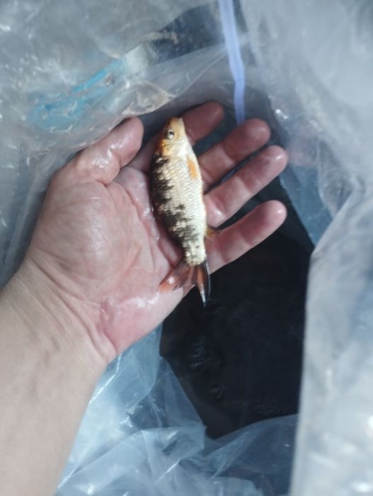 Продам карпа кой