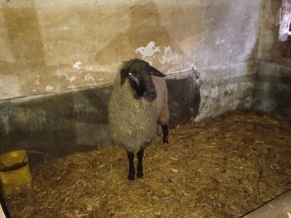 Berbec Carabaș Sârbesc de prăsilă – 2 ani