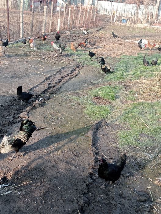 Продам карликовых курей