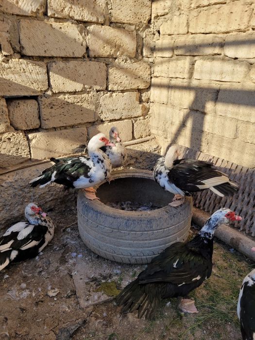 Индоутка, птицы,