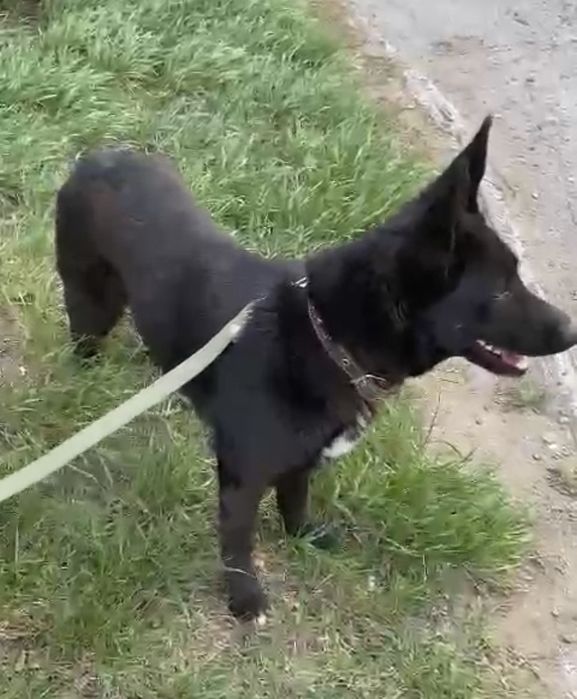 Собака охранница