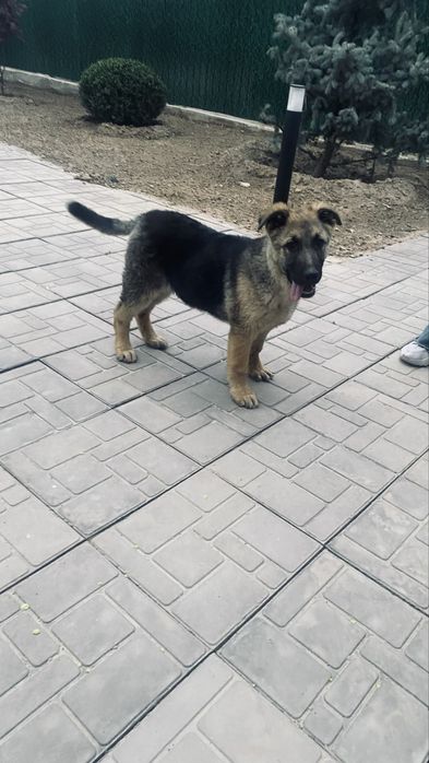 Немецкая овчарка