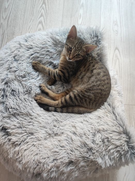 отдам в добрые руки котенка