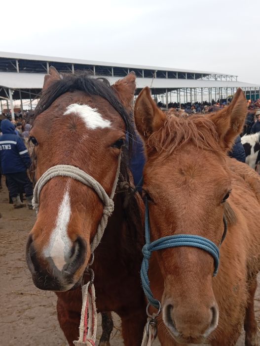 Тай бордақы 450 мыннаң