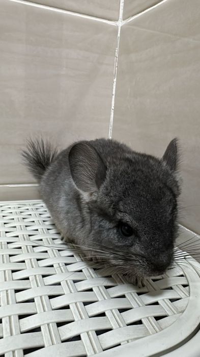 Кореллы волнистые кролики