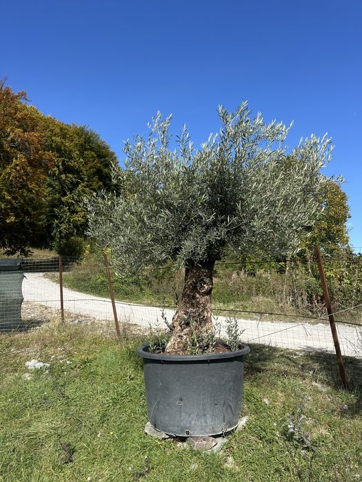 Măslini la Vânzare – Plante Decorative deosebite