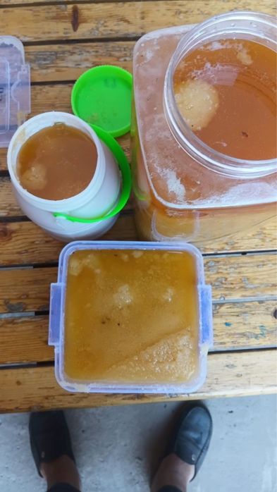 Хоразим тоза асаллари сотилади