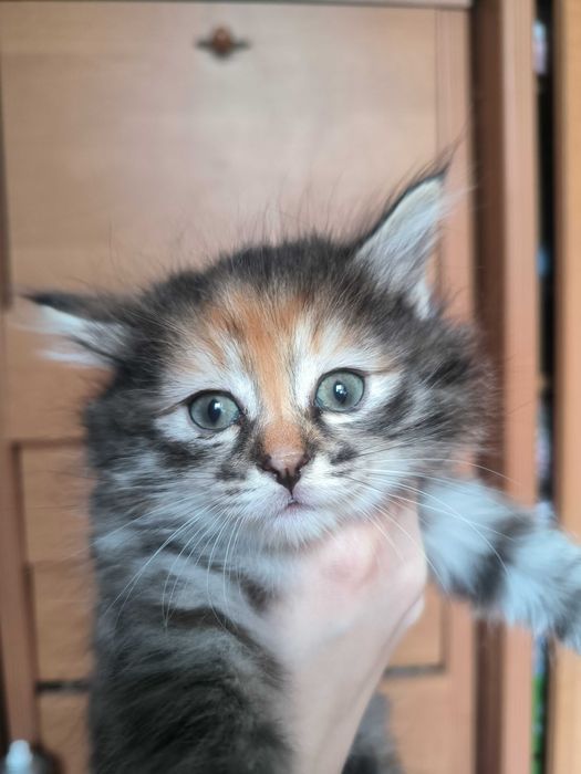 Отдам котят 2 мальчика и девочка