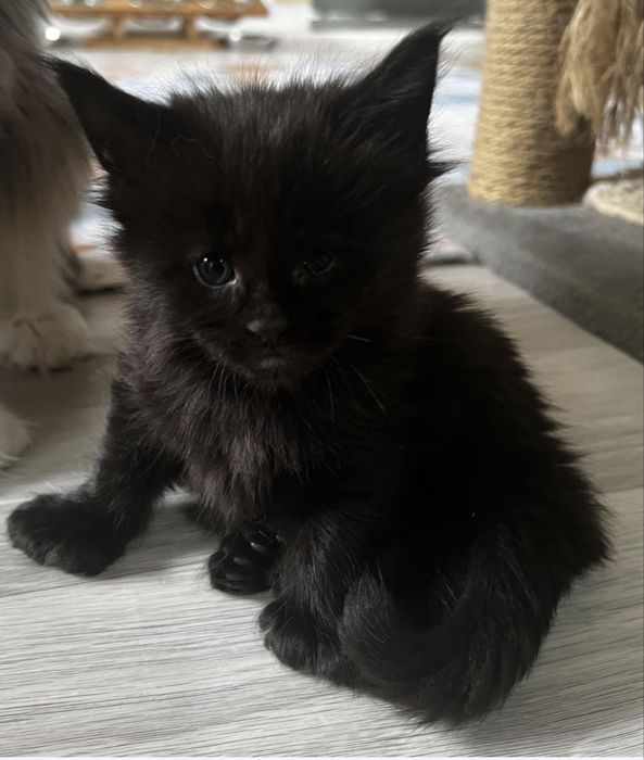 Котята Полидакты
