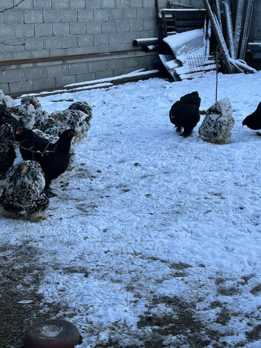 Gaini brahma tineret