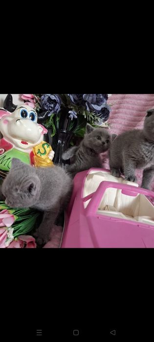 Шотландские котята