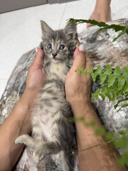 Котенок ласеовые девочки