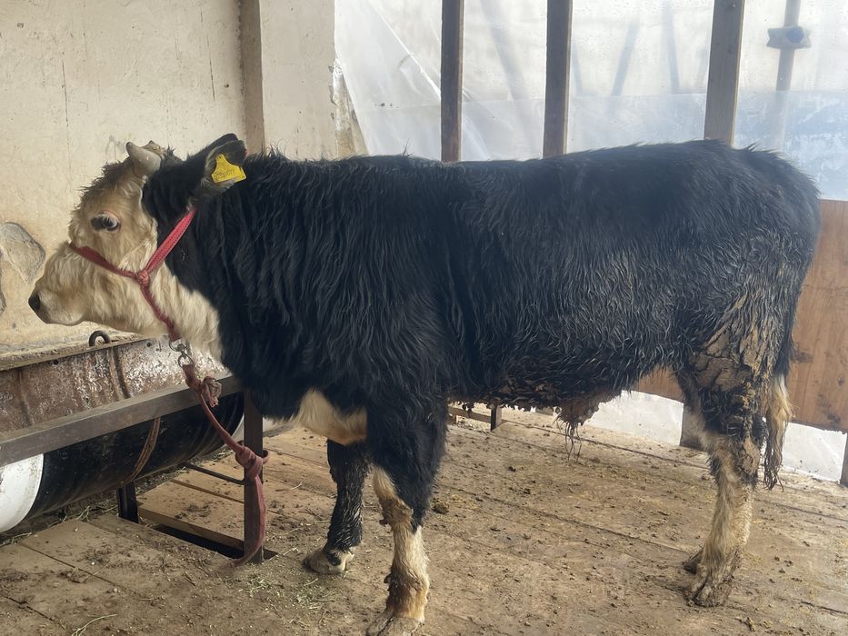 Семіз бордақы Бұқа