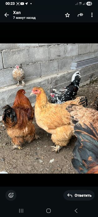 Продам куры брамы