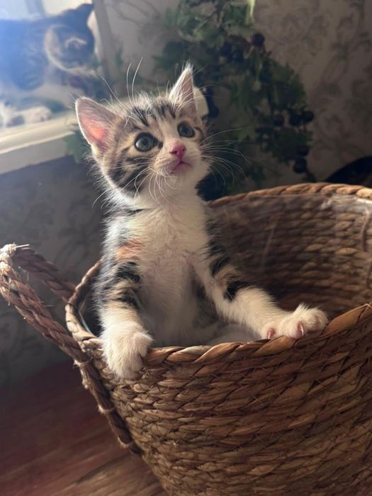 КОТЯТА в хорошие руки
