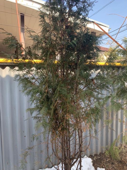 Продается Туя домашняя