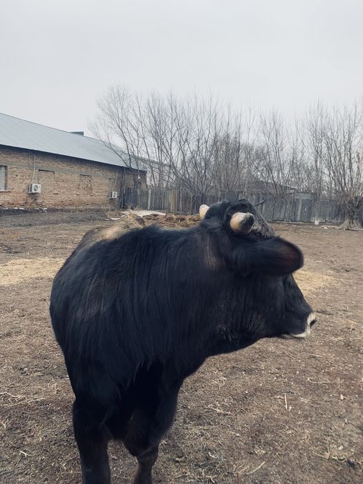 Таза қанды Алатауский Бұқа