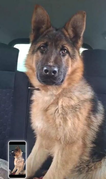 Элитный щенок немецкой овчарки