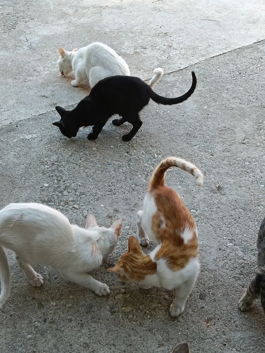 Pisici spre adoptie