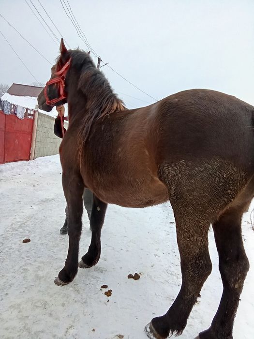 Vând sau schimb mânză de 3 ani gestanta