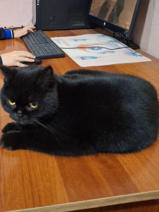 Britanskiy kalta yungli Mushuk narxni kelishamz