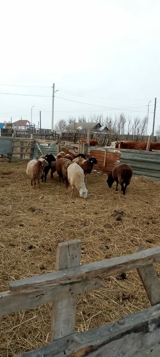 Продам баранов,қой.