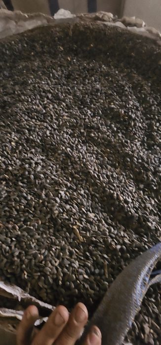 Floare de soare curata uscata 10 tone