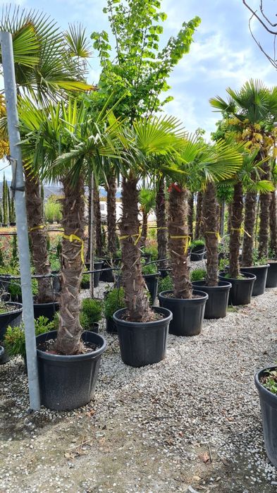 Vindem palmieri care rezista la îngheț