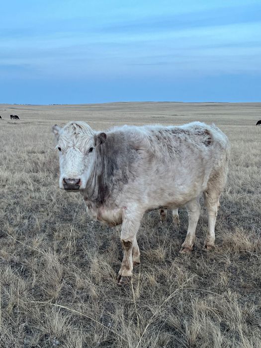 Құнажын қашар сатылады!