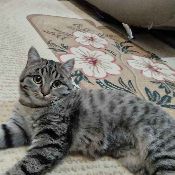 Отдам в добрые руки