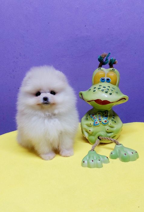 Девочка, померанский шпиц