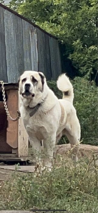 Кобели сао кв. На вязку