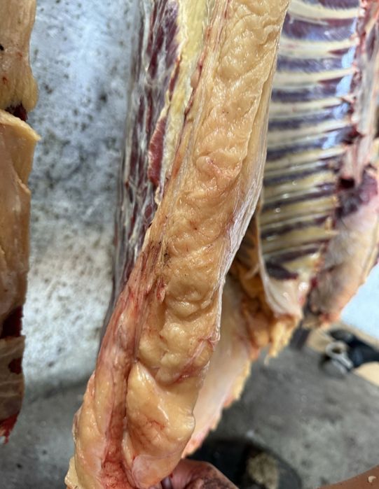 Согым,жирные лошади, семиз бие