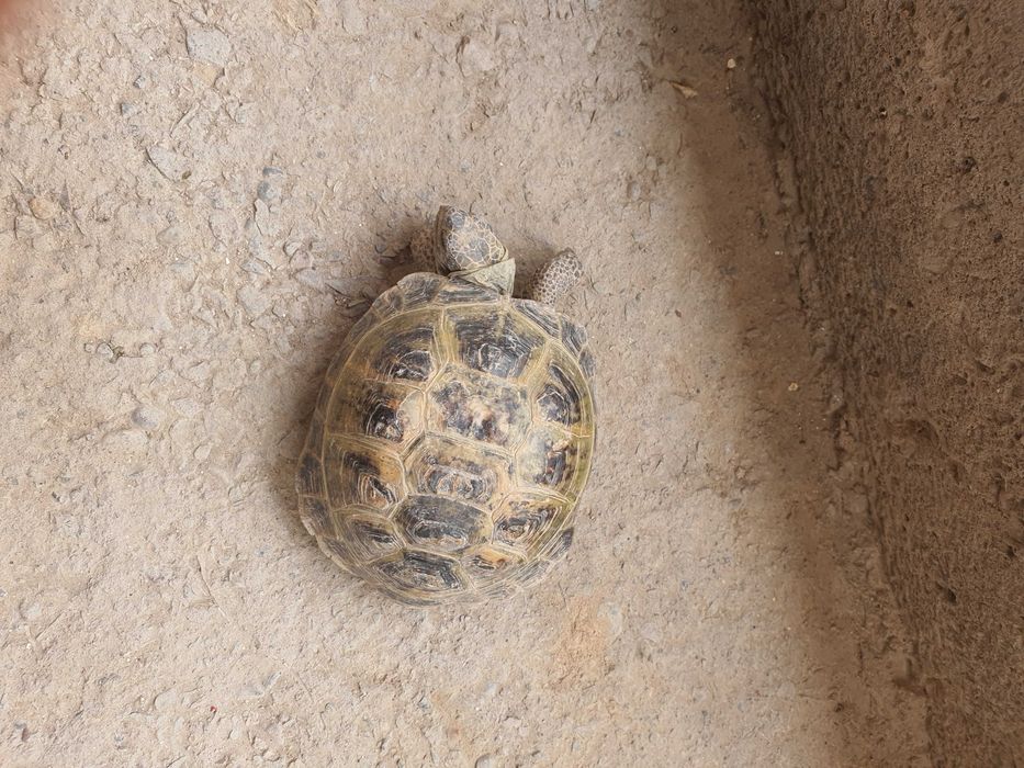 Toshbaqalar sotiladi