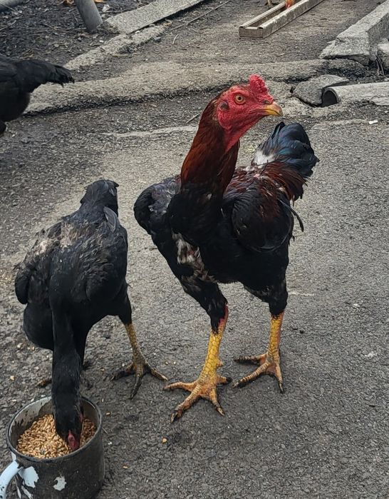 Дакан молодой, август