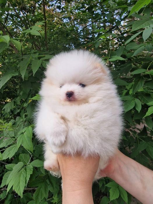 Продам щенков шпица