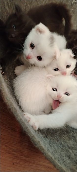 Белые шотландские котята