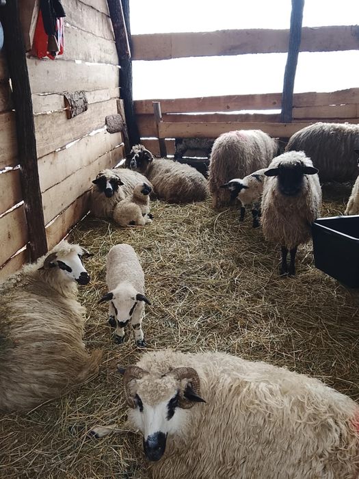 16 oi cu miei de vanzare