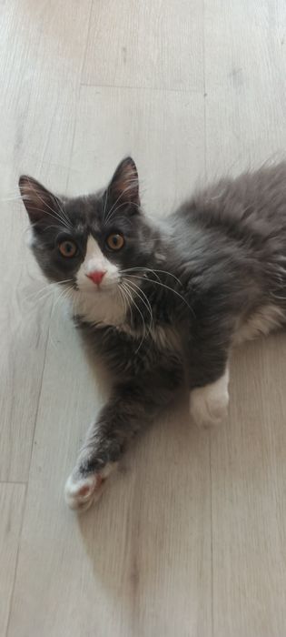 Котик в хорошие руки